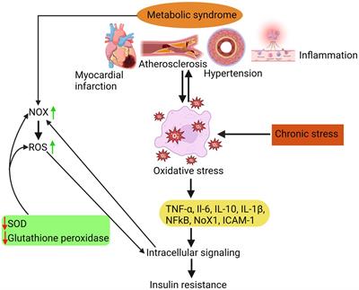 Endothelial dysfunction, platelet hyperactivity, hypertension, and the metabolic syndrome: molecular insights and combating strategies